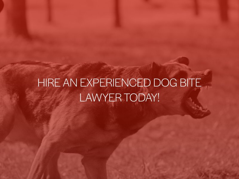 The Best Way To Handle A Dog Bite Attack